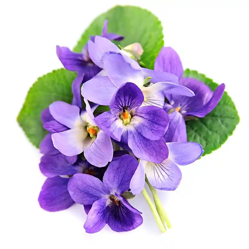 Фиалка — абсолютное масло Elixir Aroma