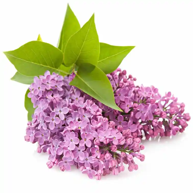 Сирень — абсолютное масло Elixir Aroma